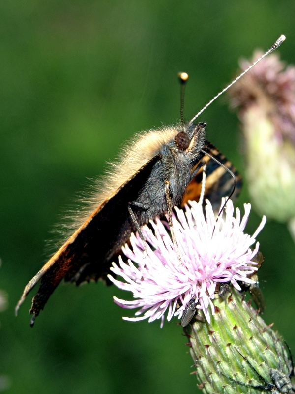 Pelzträger mit Flügeln