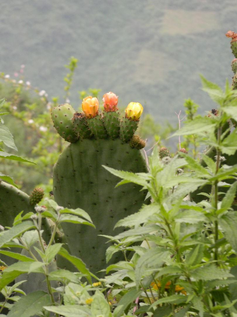 Pencas de las montañas-Peru