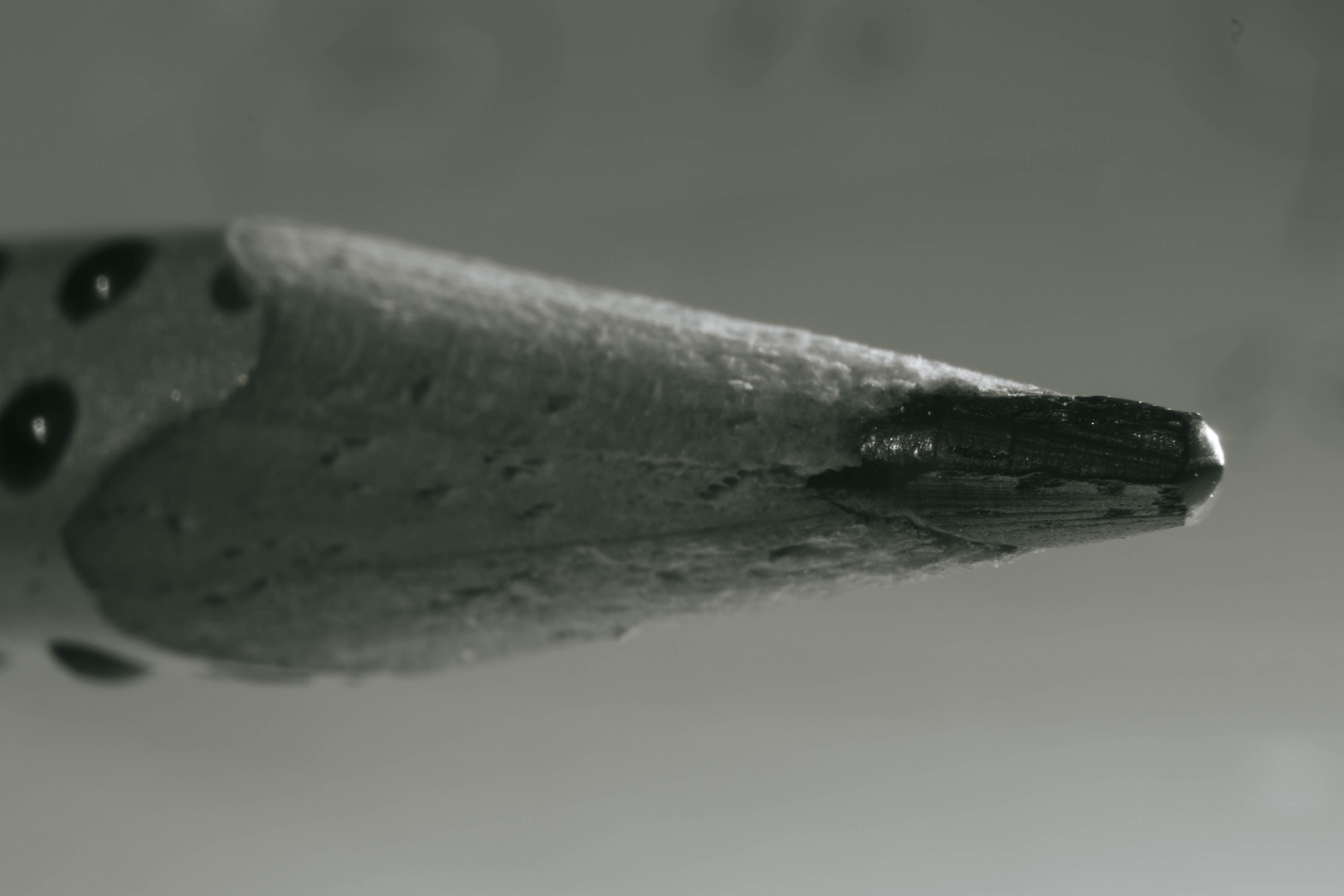 pencil