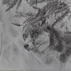 Pencil Drawing Fox