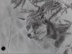 Pencil Drawing Fox