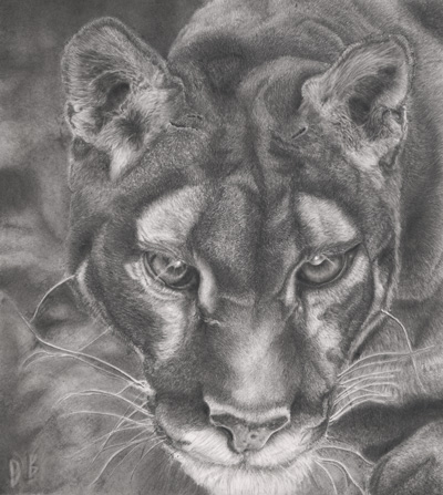 Pencil Drawing The Hunter Of The Night