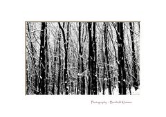 Pencil of Nature #12