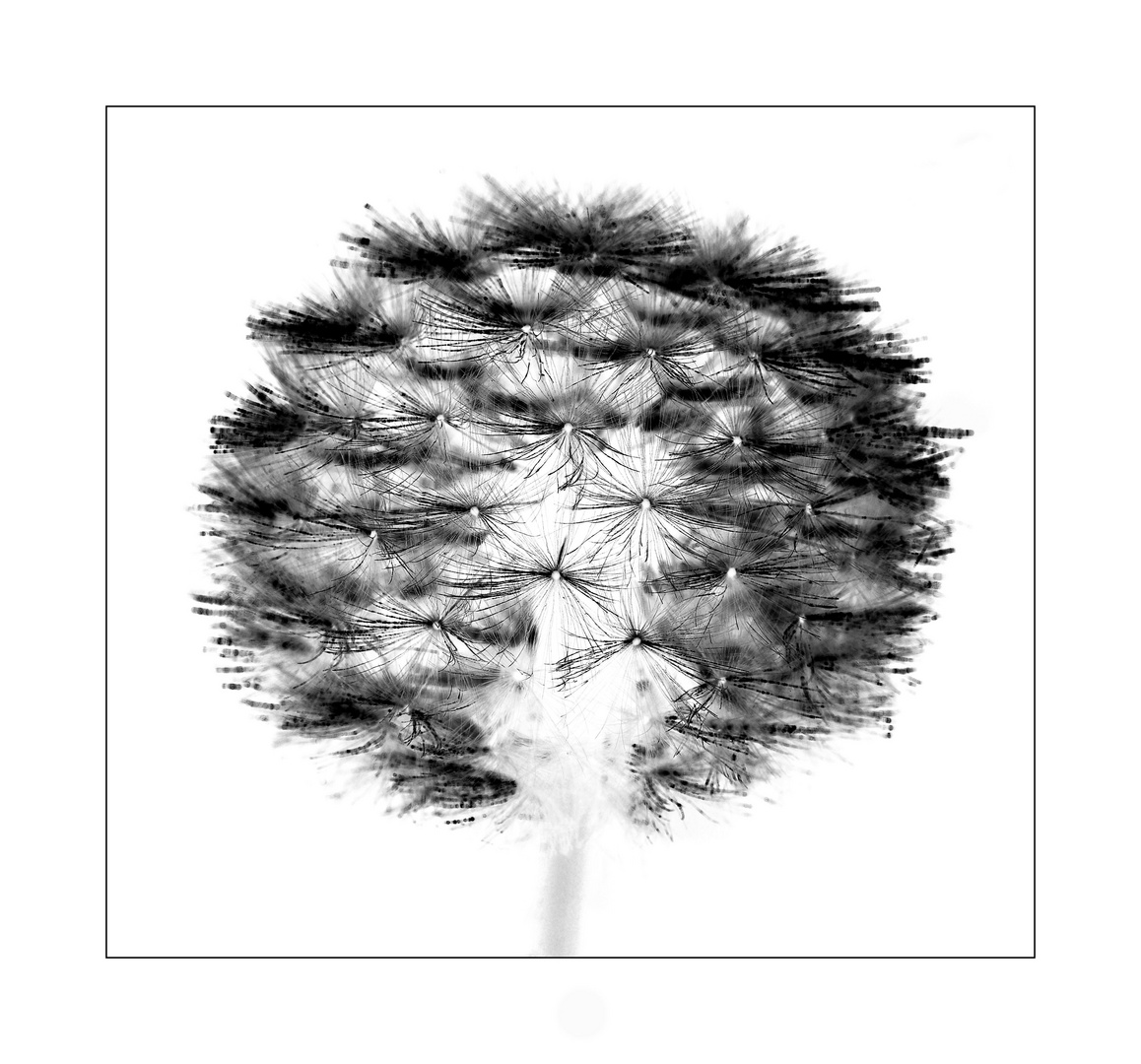 Pencil of Nature #20 (Dandelion)