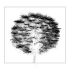 Pencil of Nature #20 (Dandelion)