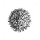 Pencil of Nature #21 (Dandelion)