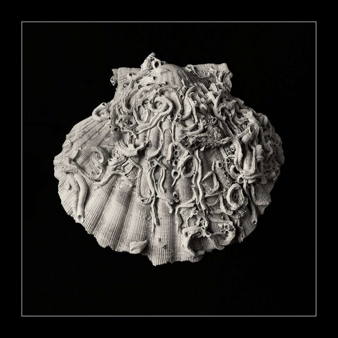 Pencil of Nature - Shell #1