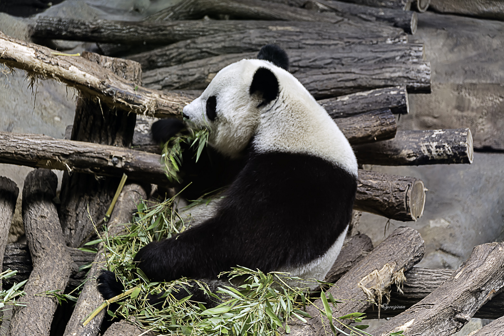 Penda Geant Photo Et Image Animaux Animaux Sauvages Zoo De Beauval Images Fotocommunity