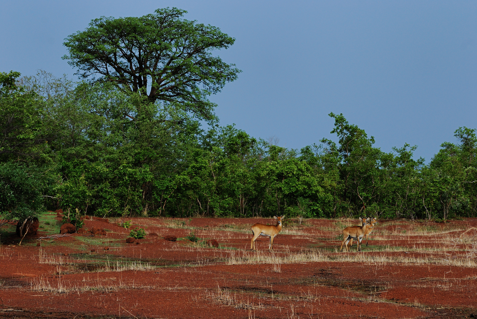 Pendjari Pack im Benin