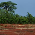 Pendjari Pack im Benin