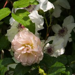 Penelope mit Clematis