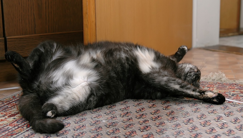 Peng, Katze tot
