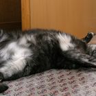 Peng, Katze tot