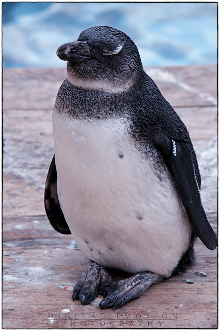 Penguin