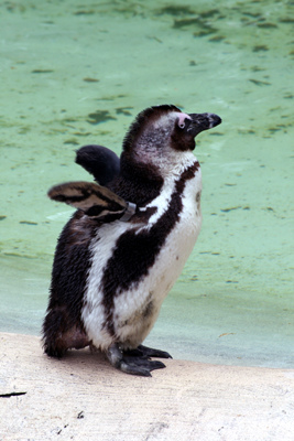 Penguin