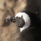 Penguin 3