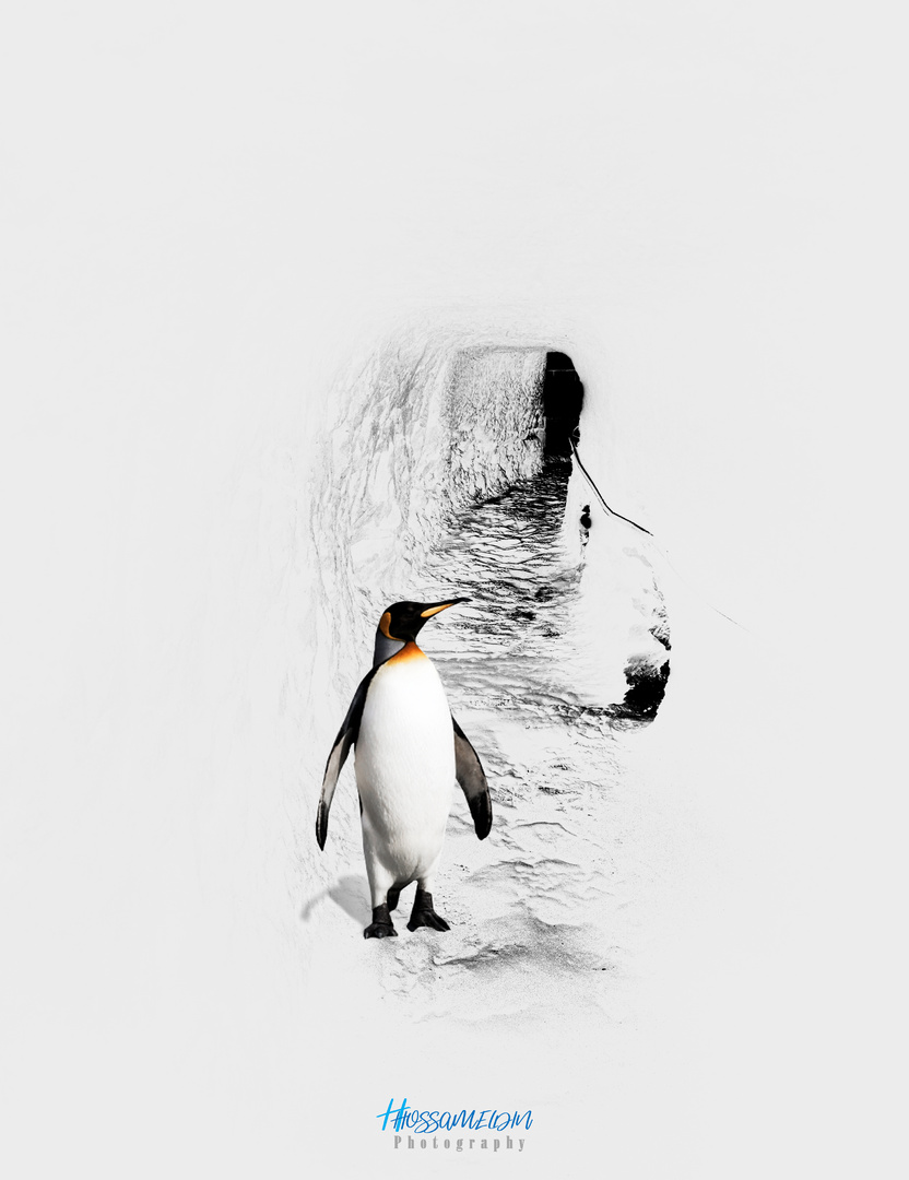 Penguin