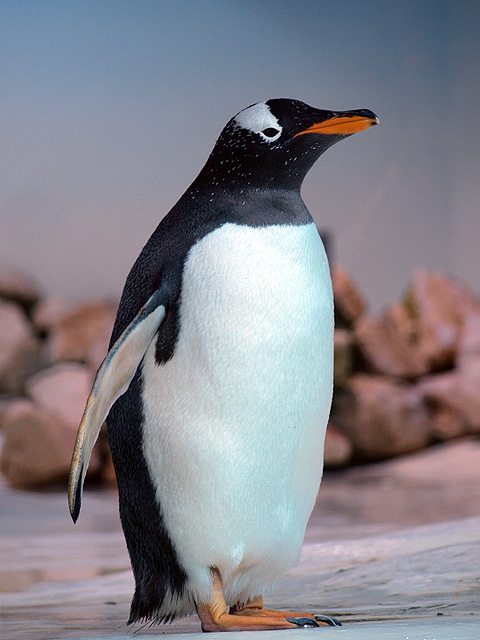 Penguin