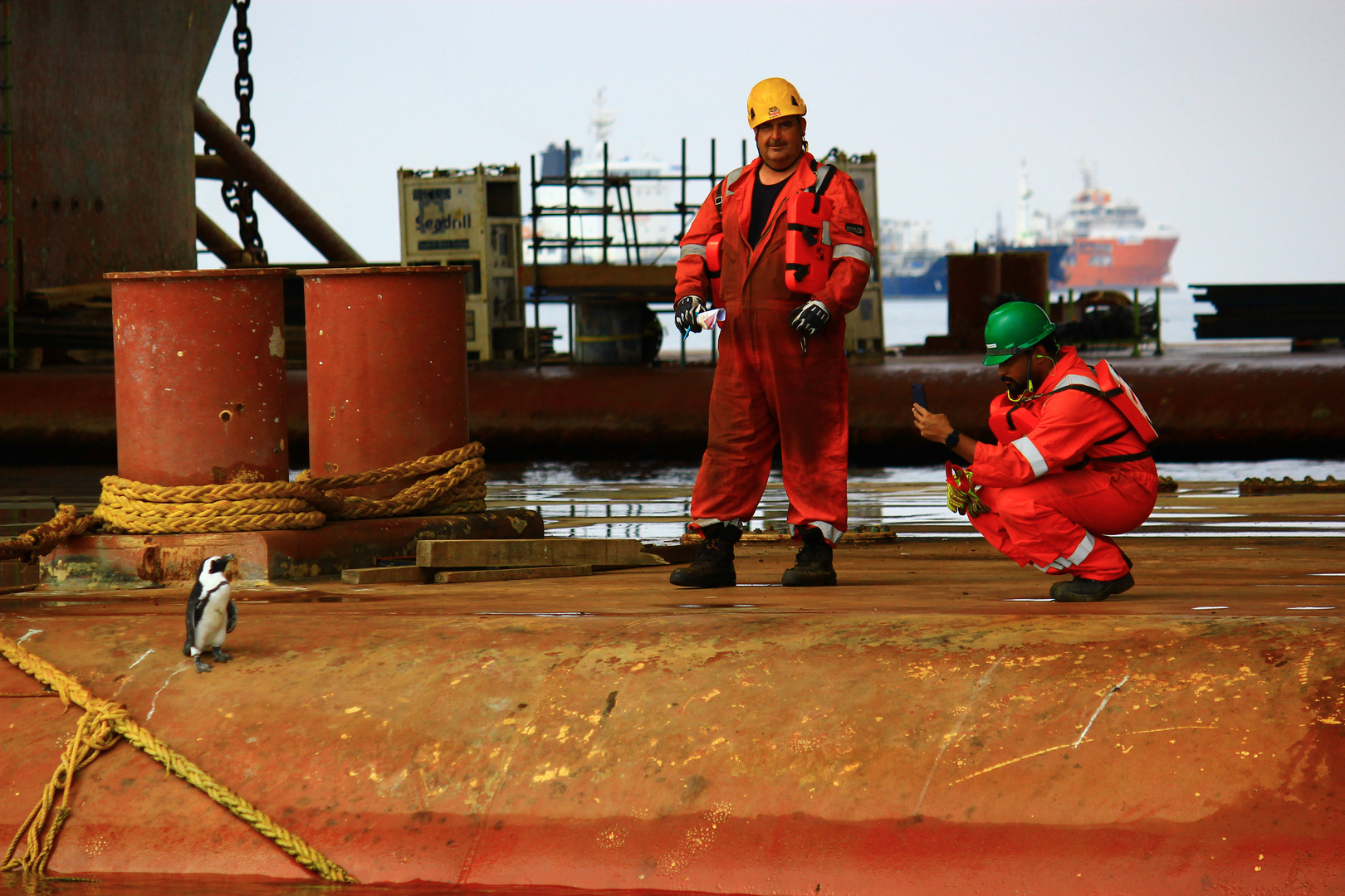 Penguin at oil platform