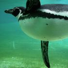 Penguin @ Belfast ZOO