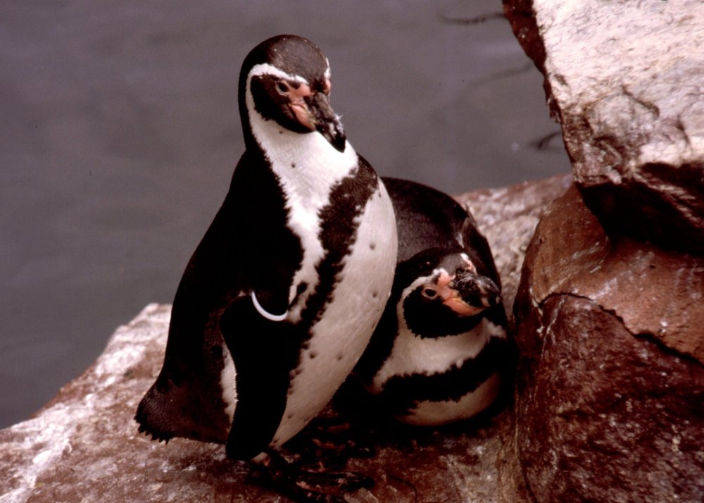 Penguin brothers