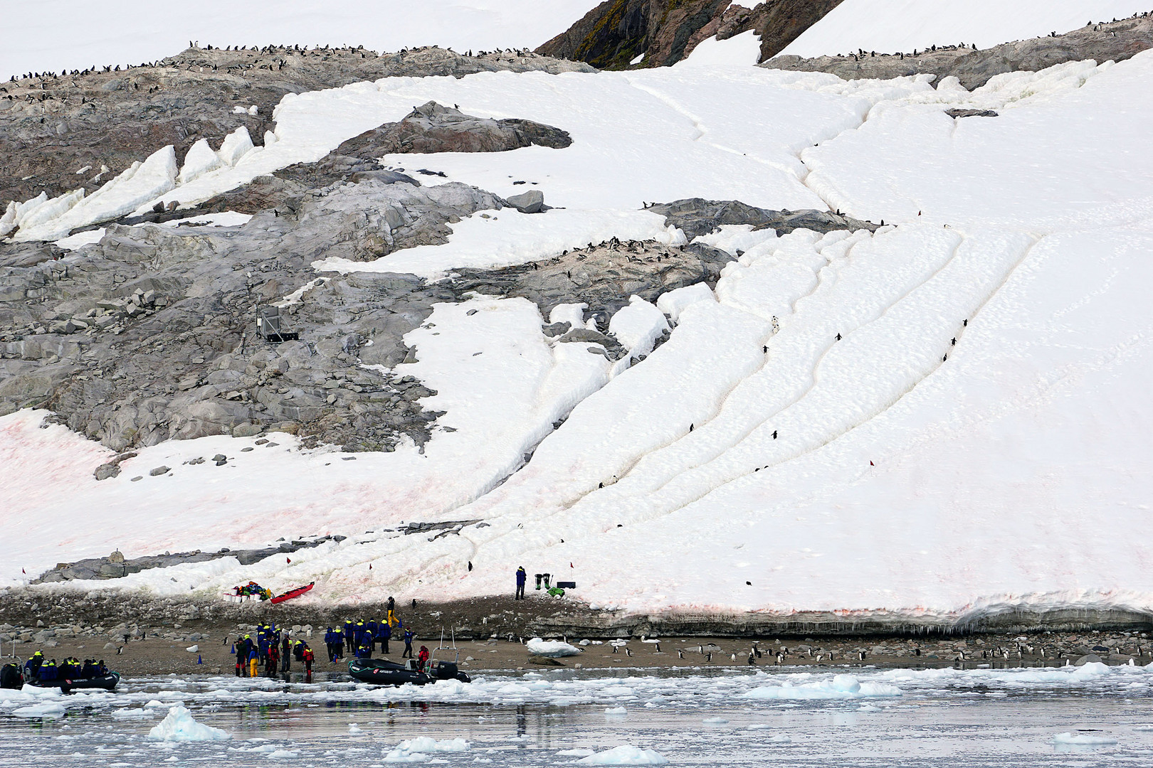 Penguin 'Highways'