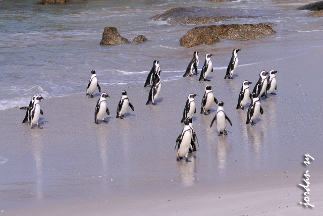 Penguin March