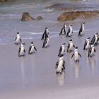 Penguin March