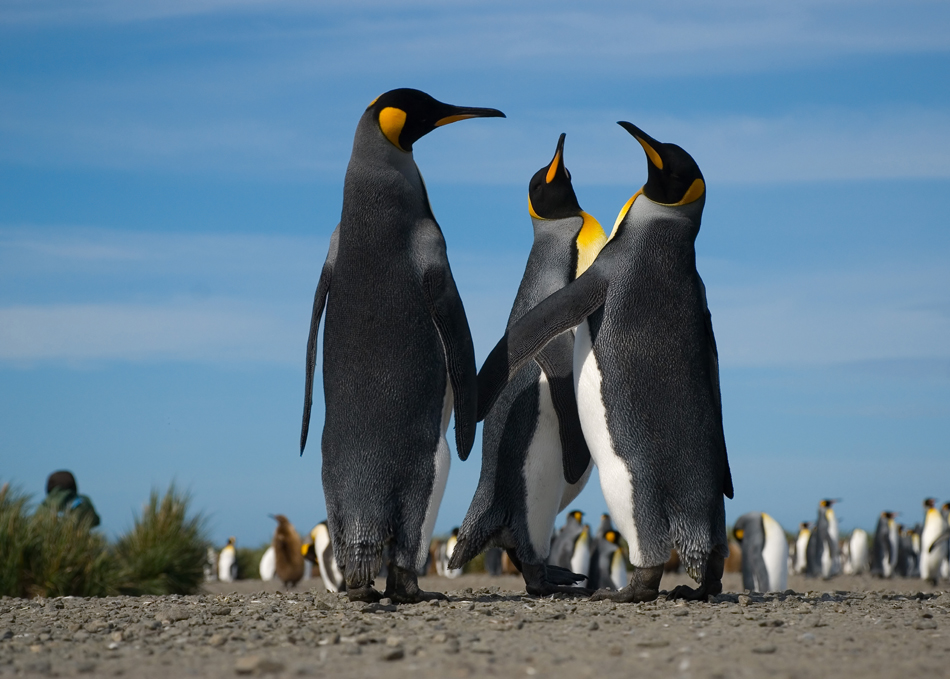 penguin meeting