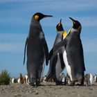 penguin meeting