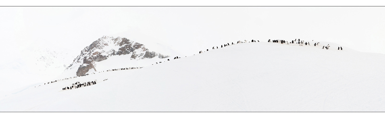 Penguin Mountain