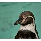 Penguin Portrait