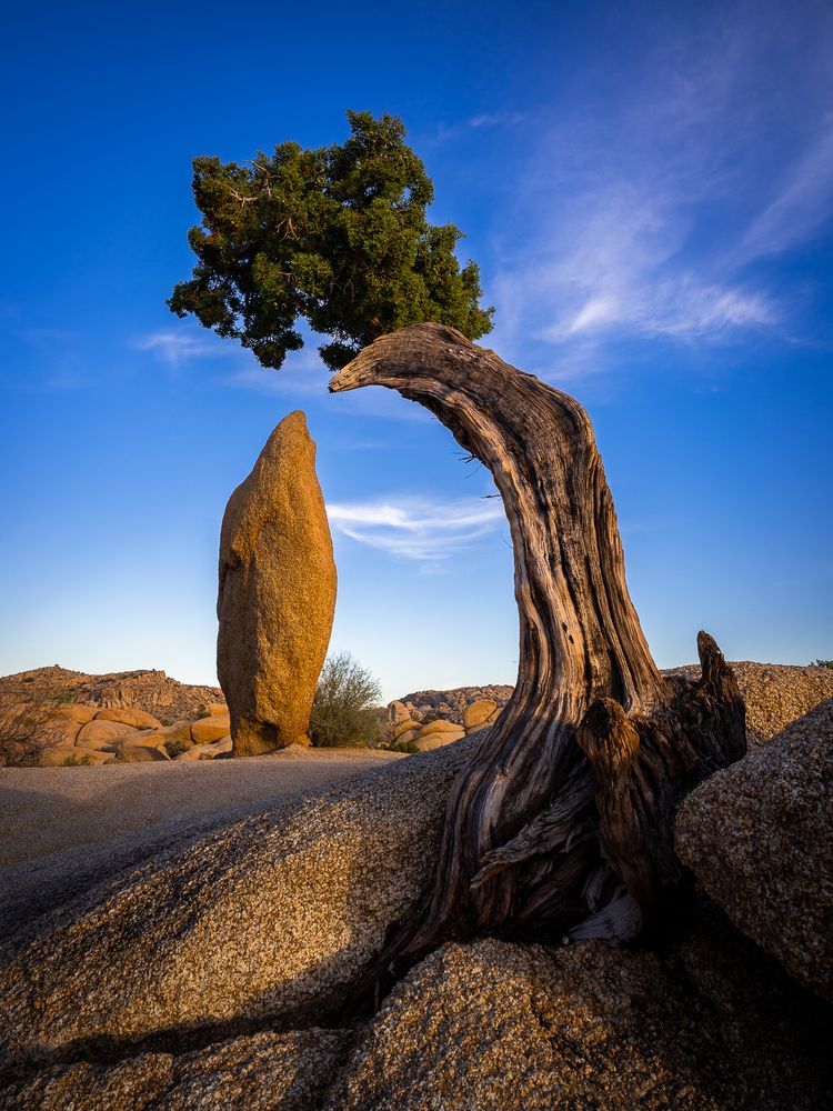 Penguin Rock, Joshua Tree NP (USA) Foto & Bild | north america, united