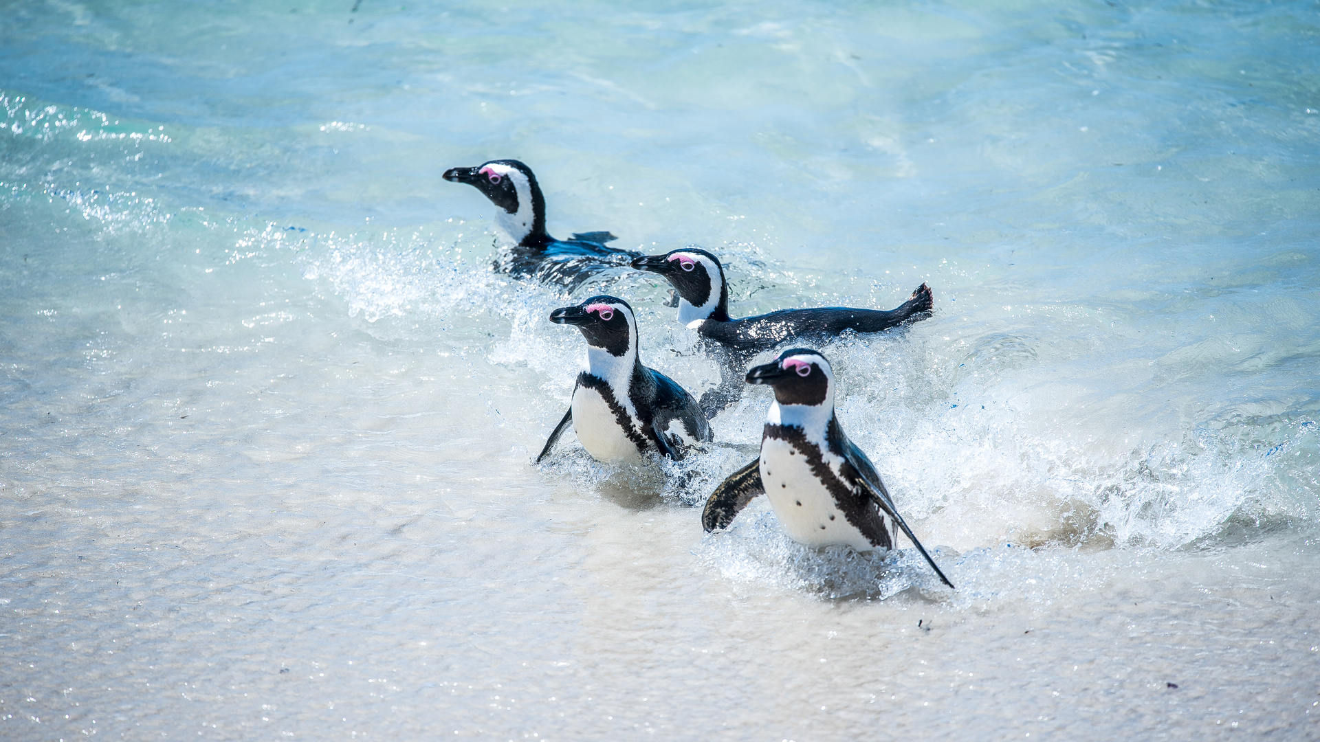 Penguin Run