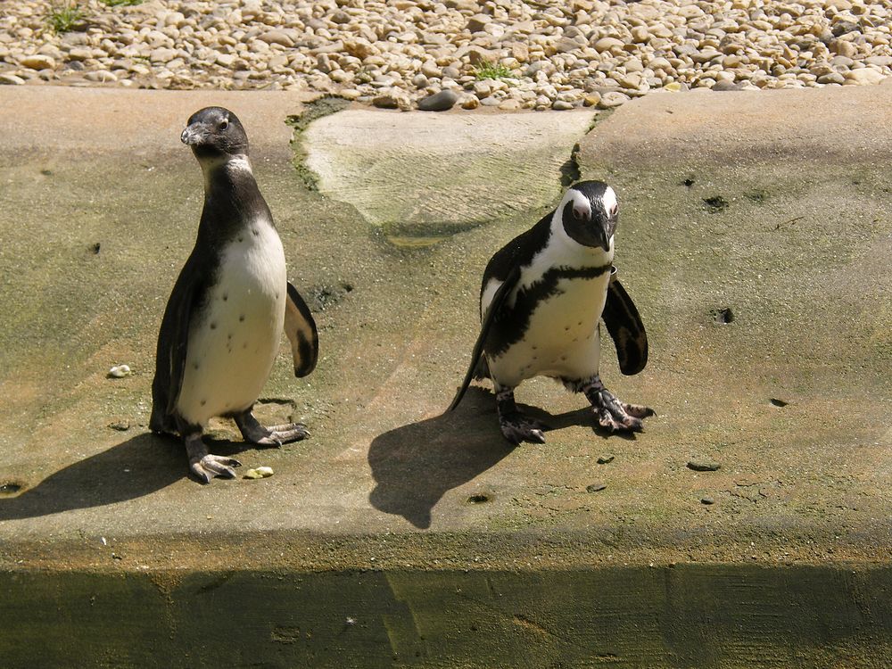 Penguins