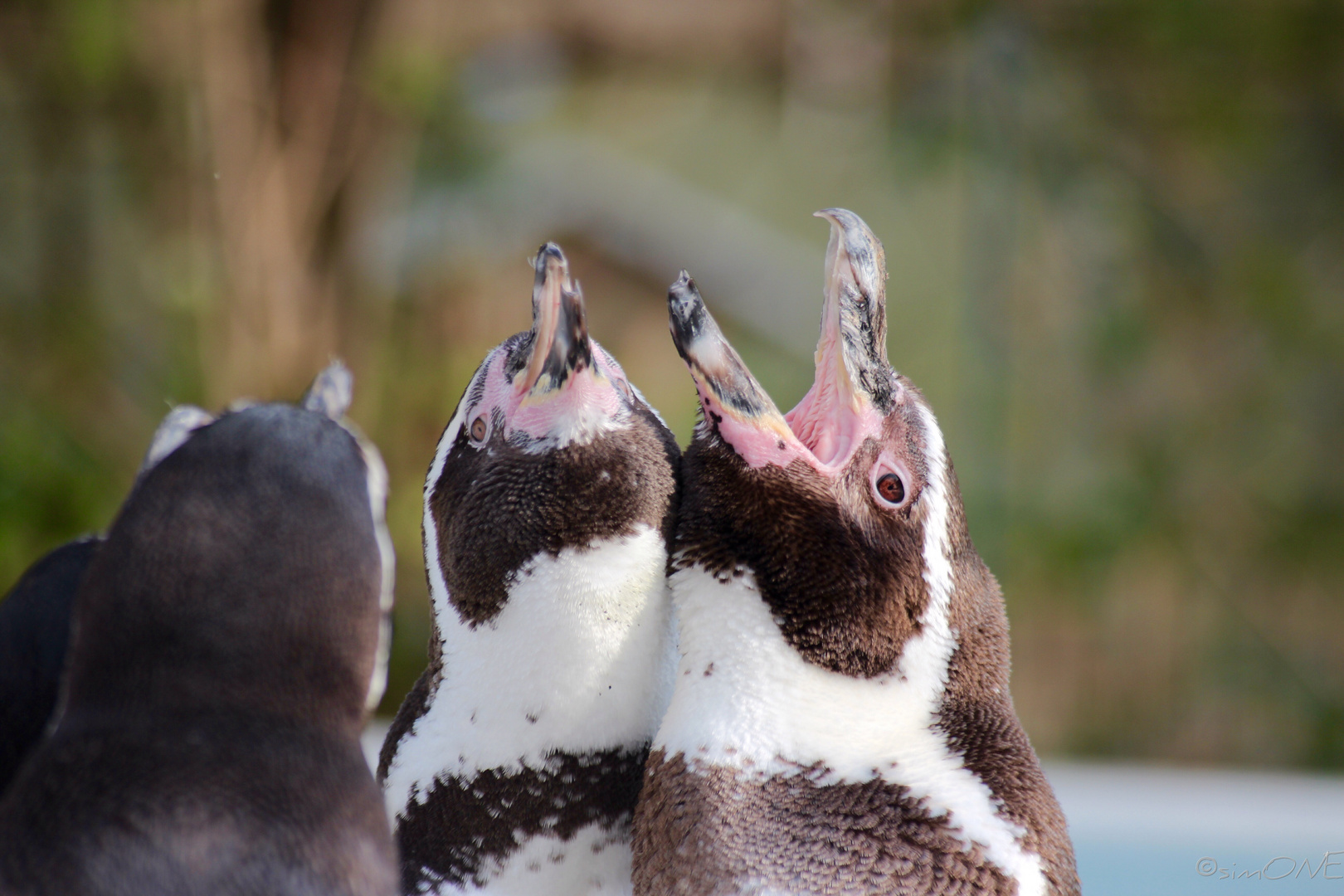 Penguins.