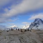 Penguins and sky