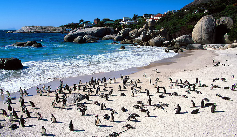 "Penguins at Boulder Beach "