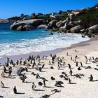 "Penguins at Boulder Beach "