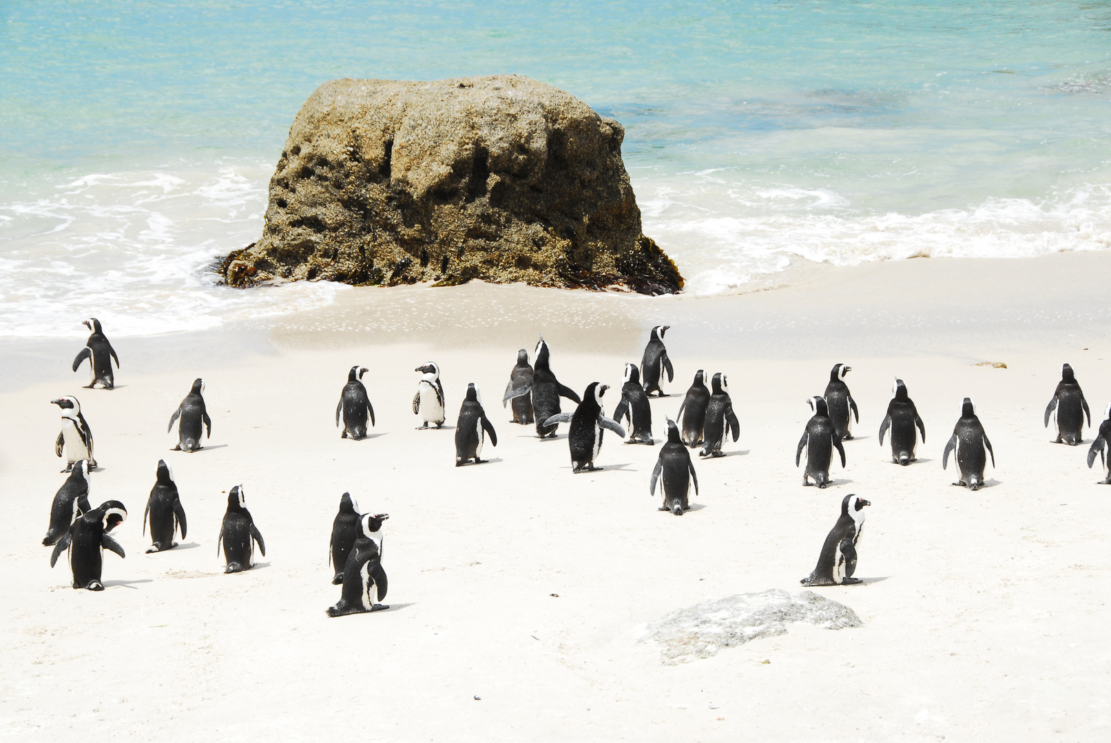 Penguins at the Cape