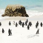 Penguins at the Cape