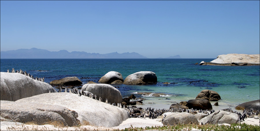 Penguins by the Sea