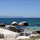 Penguins by the Sea