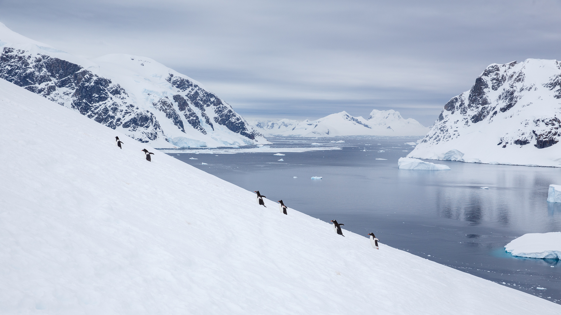 Penguins climbing up the hill