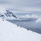 Penguins climbing up the hill