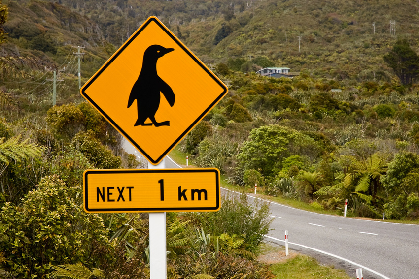 Penguins Crossing