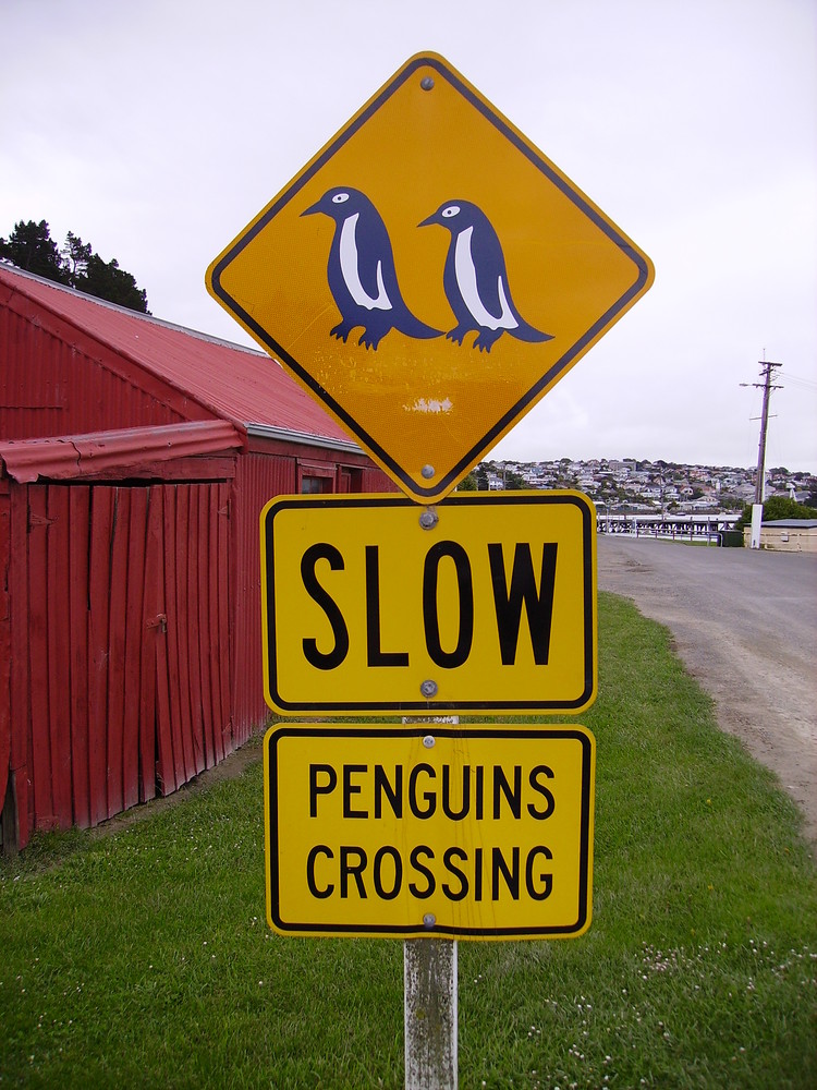 Penguins Crossing