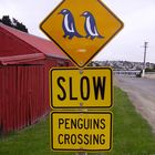 Penguins Crossing