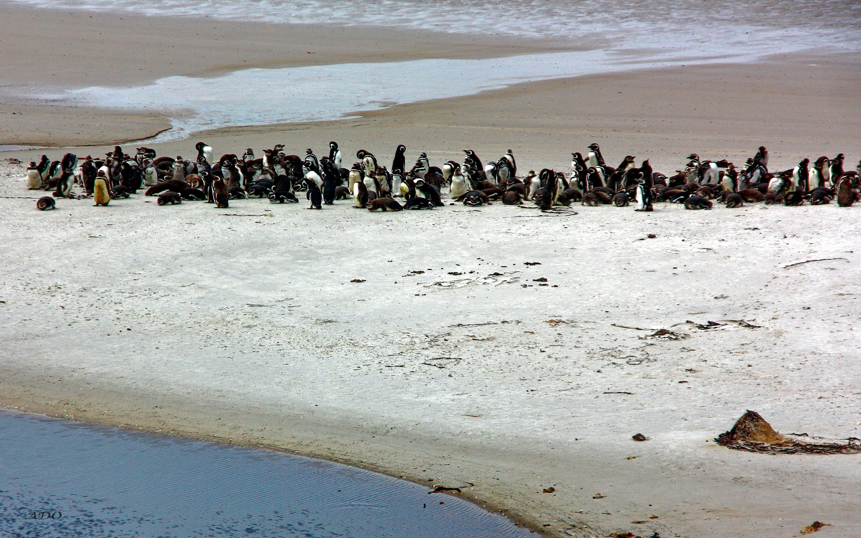 Penguins in Gypsy Cove