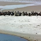 Penguins in Gypsy Cove